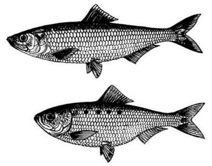 Totul despre subfamilia de pescuit puzankovye herring