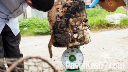 În Thailanda mănâncă câini! În cazul în care în Thailanda nu există câini vagabonzi și unde sunt mâncați, pavel cache Thailand - vip