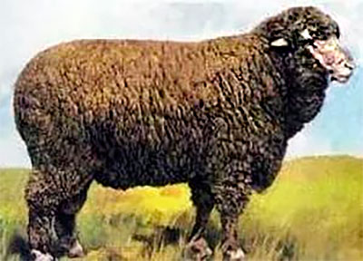 Вятская порода овець, Нолинск порода овець, вятские вівці, Нолинск вівці