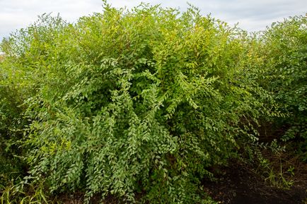 Elm fotografie cu cereale fine, descriere, îngrijire