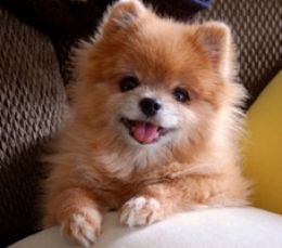 Pomeranian câine caracter