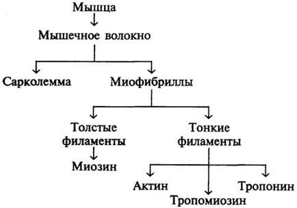 Compoziția chimică și structura fibrei musculare