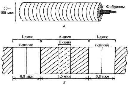 Compoziția chimică și structura fibrei musculare