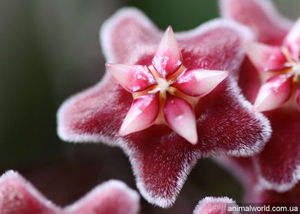 Hoya (hoya) - o liana înfloritoare înverzită