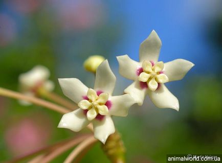 Hoya (hoya) - o liana înfloritoare înverzită