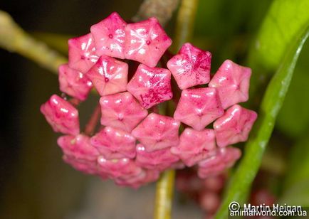 Hoya (hoya) - o liana înfloritoare înverzită