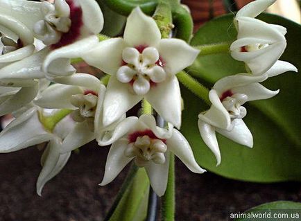 Hoya (Hoya) - örökzöld virágzó szőlő (Hoya) Hoya (Hoya) - örökzöld virágzó szőlő