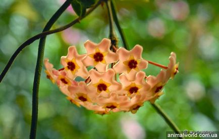 Hoya (Hoya) - örökzöld virágzó szőlő (fehér, rózsaszín korona) Hoya (Hoya) - örökzöld virágzó szőlő