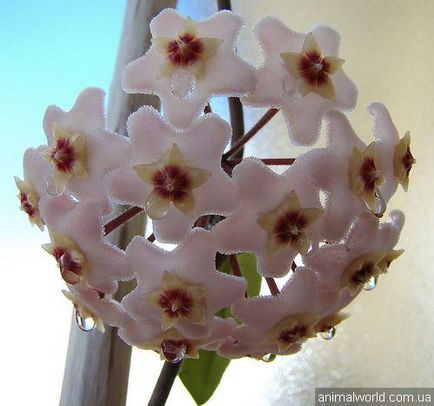 Hoya (Hoya) - örökzöld virágzó kúszónövény (növény) Hoya (Hoya) - örökzöld virágzó szőlő