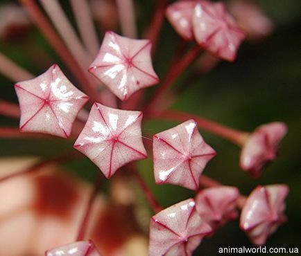 Hoya (Hoya) - örökzöld virágzó szőlő (fehér, rózsaszín korona) Hoya (Hoya) - örökzöld virágzó szőlő