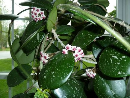 Hoya îngrijire la domiciliu - descriere, reproducere, îngrijire, plantare, fotografie, aplicație grădină,