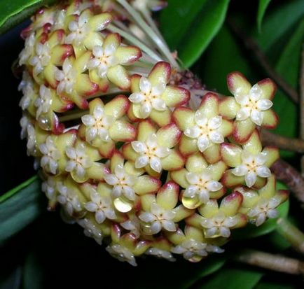 Hoya îngrijire la domiciliu - descriere, reproducere, îngrijire, plantare, fotografie, aplicație grădină,