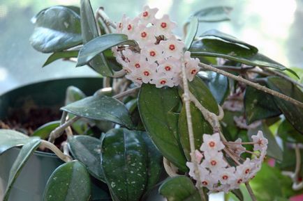 Hoya îngrijire la domiciliu - descriere, reproducere, îngrijire, plantare, fotografie, aplicație grădină,