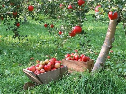 Apple a salvat 2016, istorie, rugăciuni, conspirații