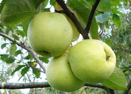 Яблуня антонівка опис і різновиди сорту