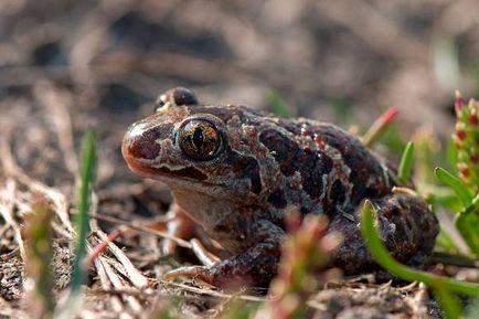 Amfibieni otrăviți, broaște otrăvitoare usturoi salamanders salamanders coco-broasca samandarin freonolizină