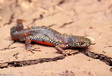 Amfibieni otrăviți, broaște otrăvitoare usturoi salamanders salamanders coco-broasca samandarin freonolizină
