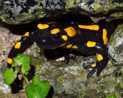 Отруйні земноводні, отрута жаб землянок жерлянок саламандр Кокоа-жаба самандарін фрінолізін