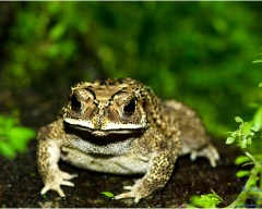 Отруйні земноводні, отрута жаб землянок жерлянок саламандр Кокоа-жаба самандарін фрінолізін