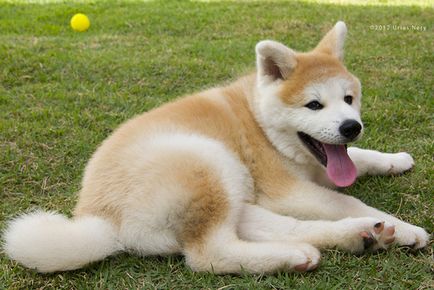 Rase japoneze de câini - reflecție