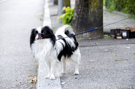 Rase japoneze de câini - reflecție