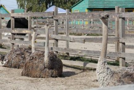 Iasnogorodski struccfarmot (keyword1) Yasnogorodsky Struccfarmra