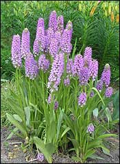 Orchis foltos - Wild Orchid