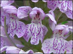 Orchis foltos - Wild Orchid