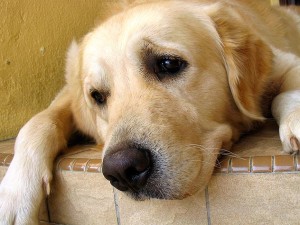 Ulcer gastric la câini - simptome, diagnostic, tratament - o rețea de centre veterinare - fagure de miere