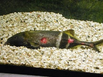 Boala ulcerului peptic de pește de acvariu