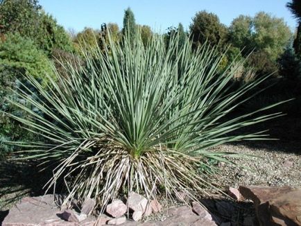 Yucca gradina de îngrijire a plantelor și regulile de transplant