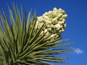 Yucca gradina de îngrijire a plantelor și regulile de transplant