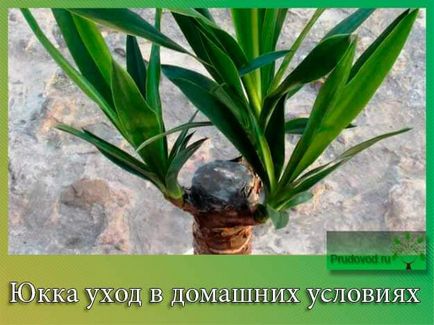 Yucca îngrijește la domiciliu finețea cultivării copacilor