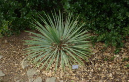 Vizualizări Yucca