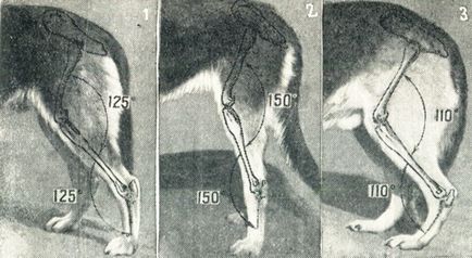 Задні кінцівки, тулуб, екстер'єр собак, племінне делов службовому собаківництві, опис