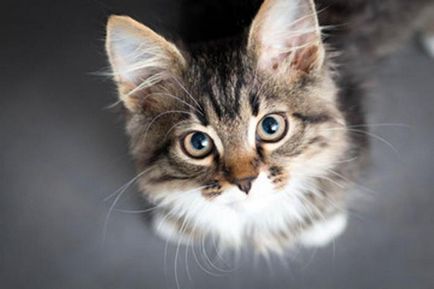 Mirosul parfumatorilor de pisici a creat parfumuri cu mirosul de păr de pisică