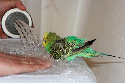 Câștiguri pentru reproducerea de papagali ondulați - faceți-o singur, cursuri de masterat cu fotografii