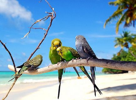 Câștiguri pentru reproducerea de papagali ondulați - faceți-o singur, cursuri de masterat cu fotografii