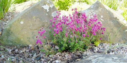 Hierul îngroșat dă grădinii o aromă scoțiană