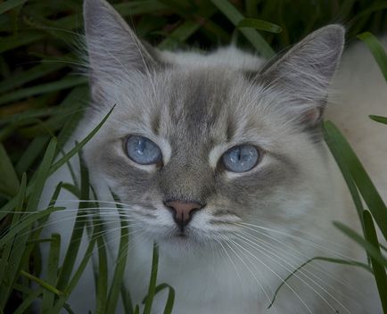 Sănătatea pisicilor în panourile de pe blogul unui medic veterinar cu experiență