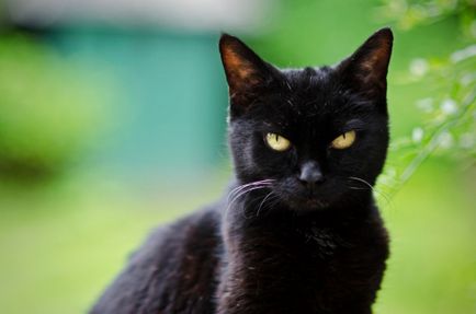 Sănătatea pisicilor în panourile de pe blogul unui medic veterinar cu experiență