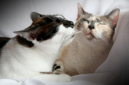 Здоров'я кішки в радах на блозі досвідченого ветеринара