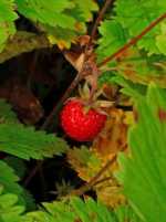 Wild forest of strawberry - fragaria vesca l