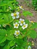 Wild forest of strawberry - fragaria vesca l