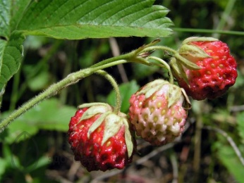 Strawberry plante medicinale de pădure, aplicare, mărturii, proprietăți utile, contraindicații,