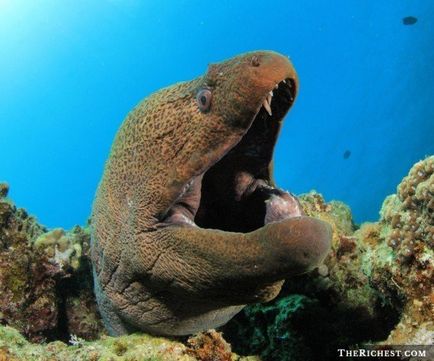 Adevărul teribil, care este ascuns de ocean (foto)