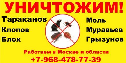 Moth - fotók, kár és ellenőrzési módszerek