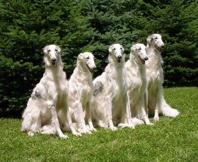 Знамениті породи собак, виведені в росії