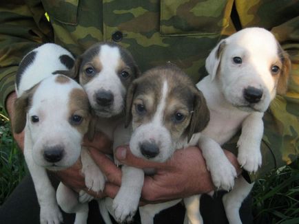 Rase renumite de câini crescuți în Rusia
