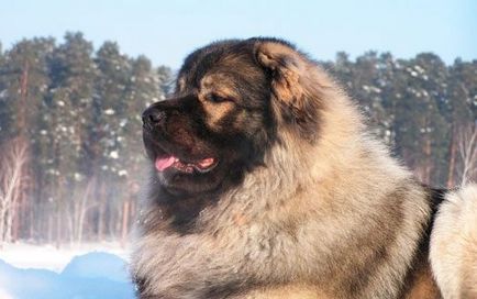 Rase renumite de câini crescuți în Rusia